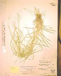 Dichanthelium aciculare image