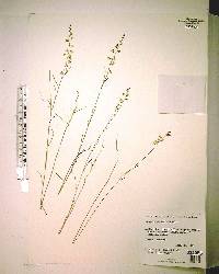 Polygala grandiflora image