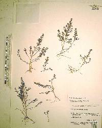 Ludwigia microcarpa image