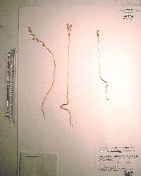 Leiphaimos parasitica image