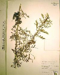 Indigofera suffruticosa image