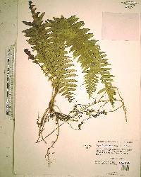 Nephrolepis exaltata image