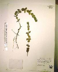 Bacopa caroliniana image