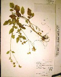 Bidens alba image