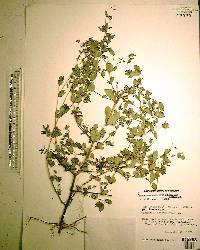 Chamaesyce hyssopifolia image