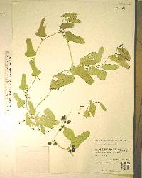 Smilax auriculata image