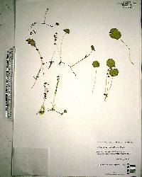 Hydrocotyle verticillata image