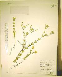Hypericum tetrapetalum image