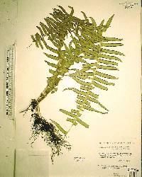 Nephrolepis multiflora image