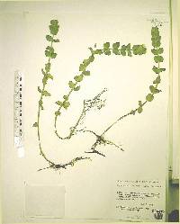 Bacopa caroliniana image