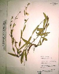 Ludwigia maritima image