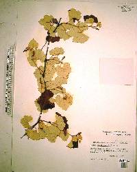 Vitis shuttleworthii image