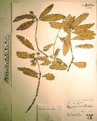 Quercus geminata image