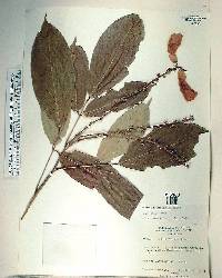 Clitoria fairchildiana image