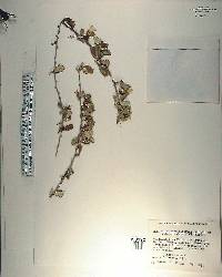 Anastraphia paucifloscula image