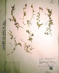 Desmodium triflorum image