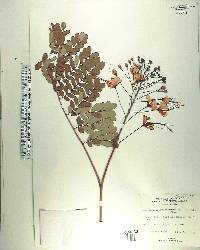 Caesalpinia pulcherrima image