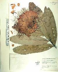 Brownea macrophylla image