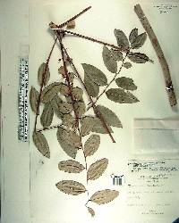 Phyllanthus juglandifolius image