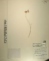 Calopogon barbatus image