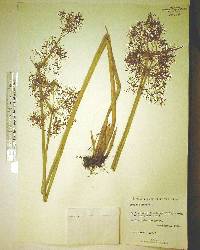 Cyperus haspan image