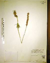 Liatris tenuifolia image