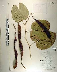 Bauhinia thonningii image