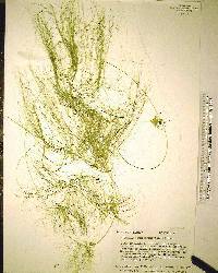 Websteria confervoides image