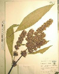 Rumex pulcher image