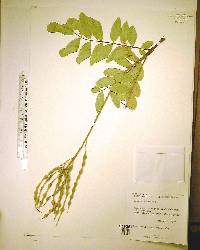 Sophora tomentosa image