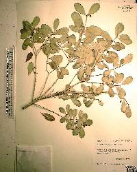 Gyminda latifolia image