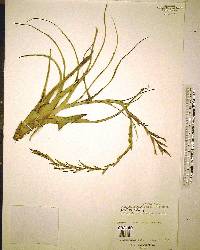 Tillandsia variabilis image