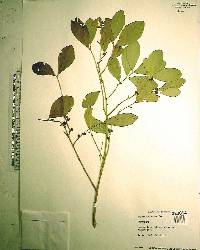 Eugenia foetida image