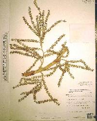 Serenoa repens image