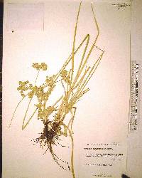 Cyperus surinamensis image