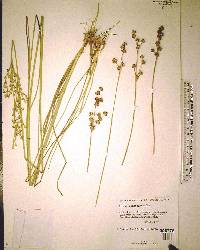 Juncus scirpoides image