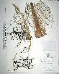 Coccothrinax argentata image