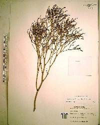 Limonium carolinianum image