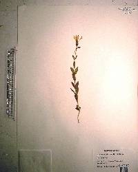 Eustoma exaltatum image