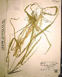 Digitaria insularis image