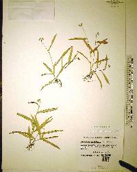 Murdannia nudiflora image