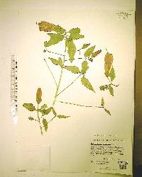 Malvaviscus penduliflorus image