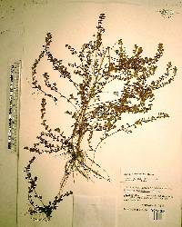 Ludwigia microcarpa image