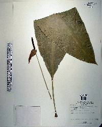 Anthurium schlechtendalii image