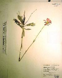 Sabatia bartramii image