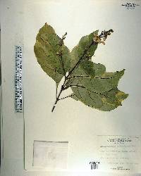 Pseuderanthemum carruthersii image