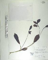 Terminalia foetidissima image