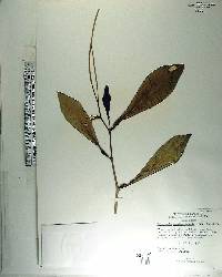 Peperomia amplexicaulis image
