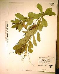 Crotalaria spectabilis image