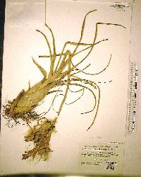 Tillandsia variabilis image